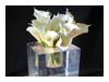 Winter centerpiece - ice cubs with lilies